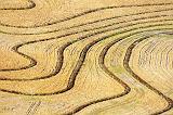 Field Contours_29866